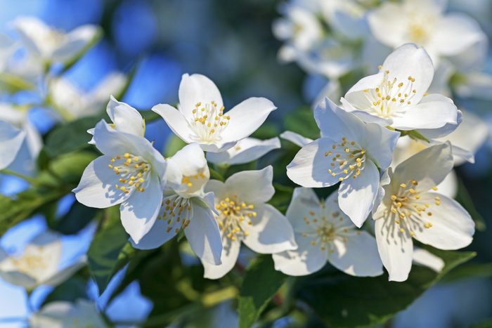 Jasmine Flower Meanings, Folklore & Uses