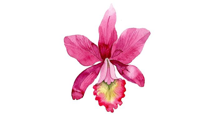  100 Best Cattleya Orchid Flower Tattoo Designs  Meaning and Ideas