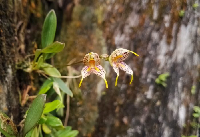 Wild Orchids