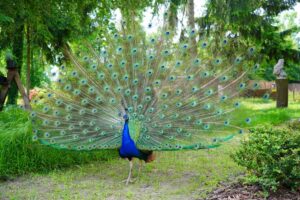 Peacock