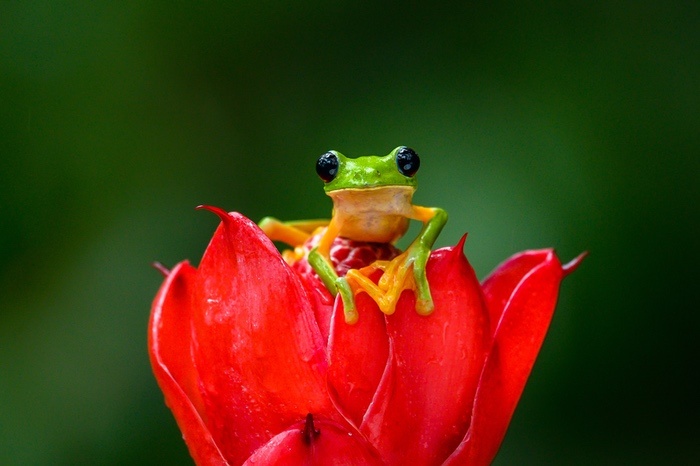 Frog Symbolism & Meaning & the Frog Spirit Animal