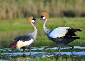 Pair of Cranes