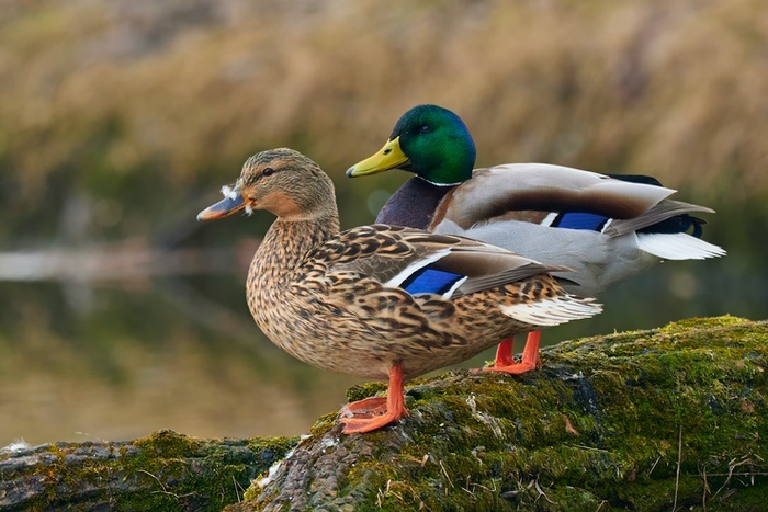 Duck Meaning And Symbolism And The Duck Spirit Animal