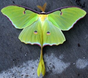 Moth Symbolism & Meaning & the Moth Spirit Animal | UniGuide