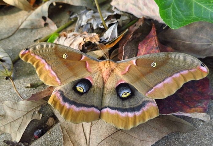 Moth Symbolism & Meaning & the Moth Spirit Animal | UniGuide