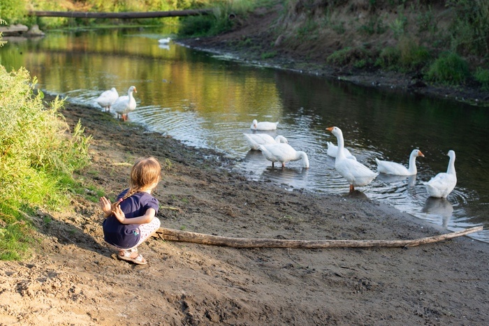 Duck Meaning And Symbolism And The Duck Spirit Animal