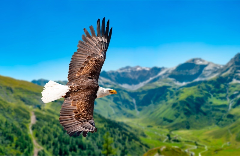 Eagle Meaning And Symbolism And The Eagle Spirit Animal