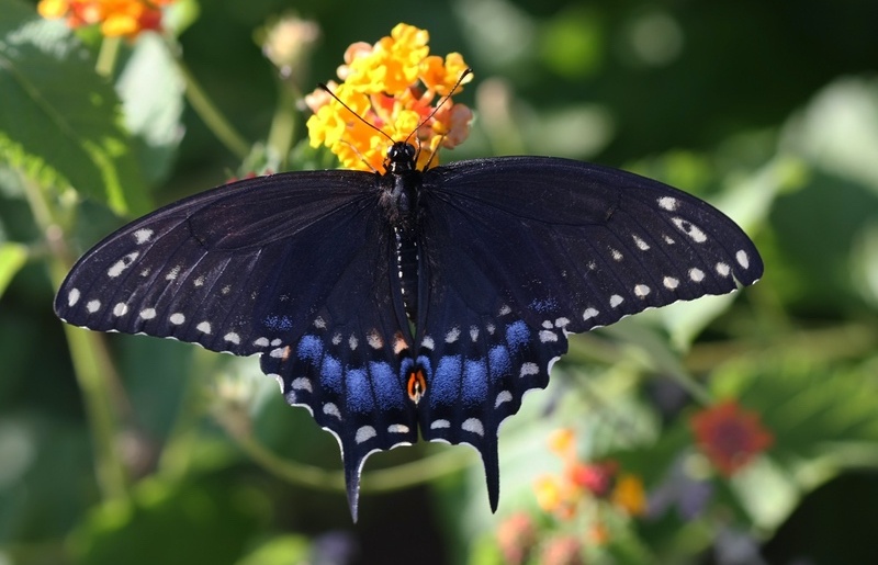 15 Black Butterfly Meanings What Does The Mystery Reveal 