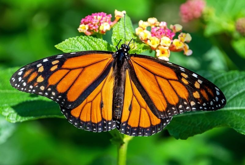 Monarch Butterfly Butterfly Meanings What Do They Symbolize 