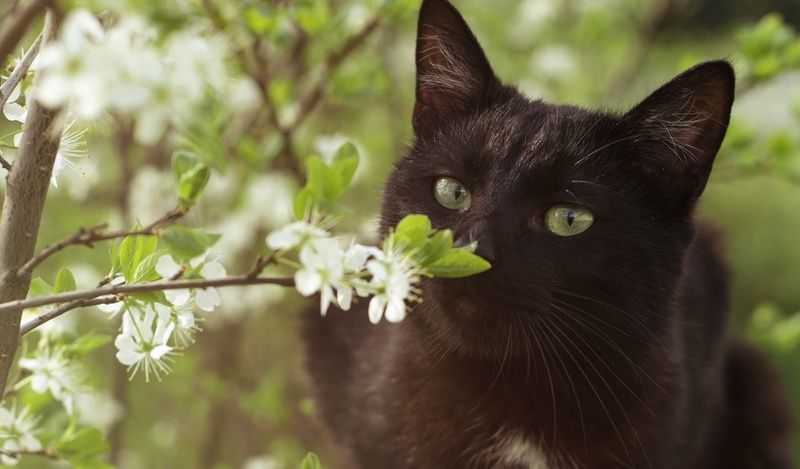 17 Black Cat Meaning Symbolism Examples UniGuide