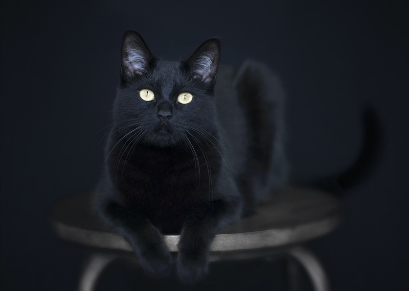 17 Black Cat Meaning & Symbolism Examples | UniGuide