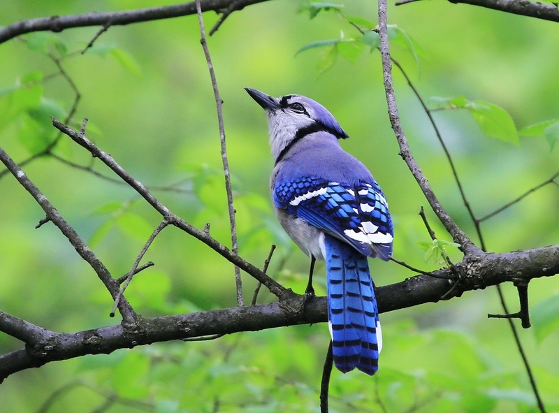 Blue Jay Meaning And Symbolism Spirit Animal UniGuide