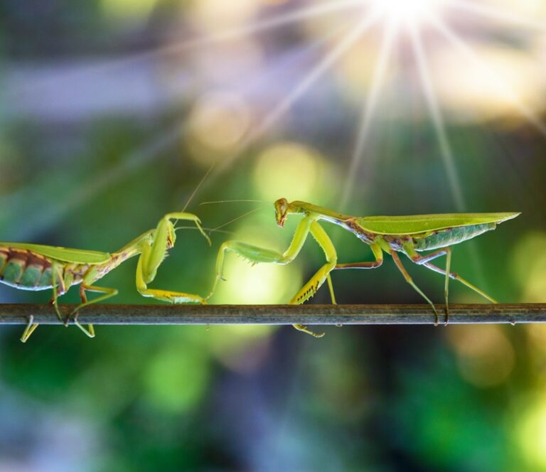 Praying Mantis Meaning, Symbolism & Spirit Animal