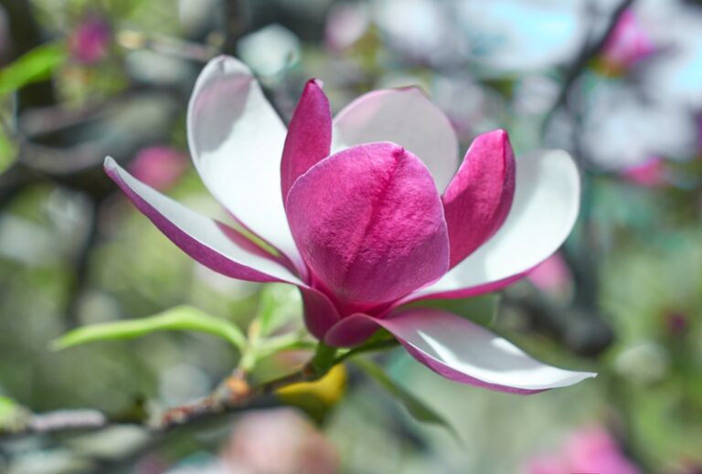 15 Magnolia Meanings: Symbolism Of The Flower And Tree