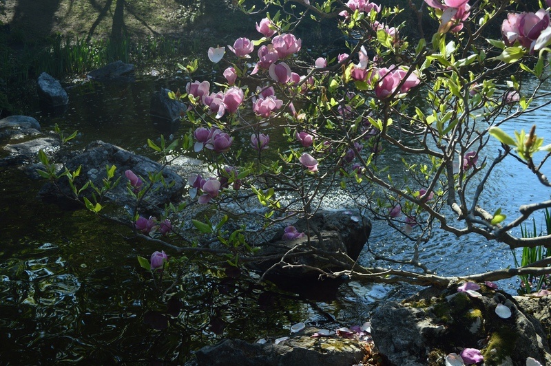 15 Magnolia Meanings: Symbolism Of The Flower And Tree