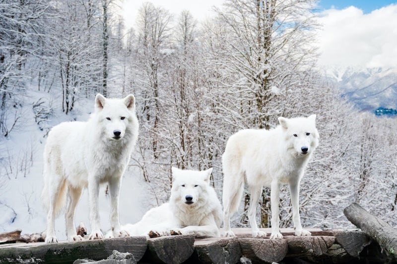 white wolf growl