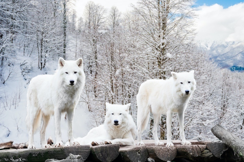 16 White Wolf Meanings Symbolism Dreams Legends UniGuide