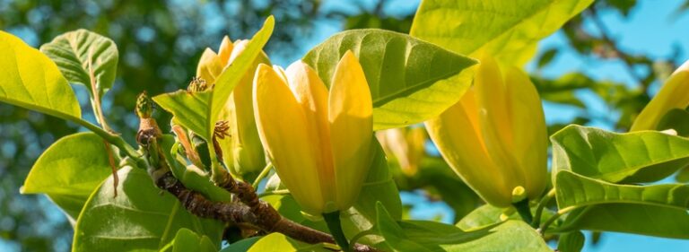 15 Magnolia Meanings: Symbolism Of The Flower And Tree