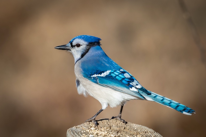 How Smart Are Blue Jays? 3 Things to Know About These Spirited Animals