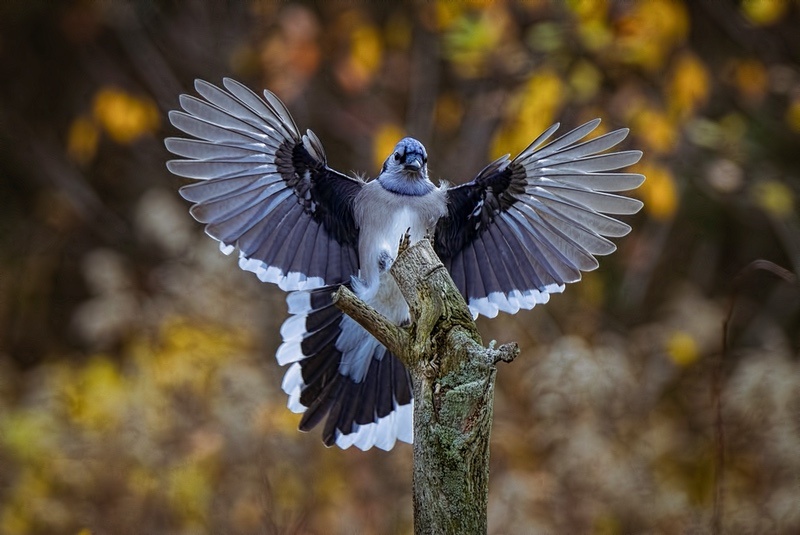 Discover 7 Meanings and Signs of Seeing a Blue Jay - AZ Animals