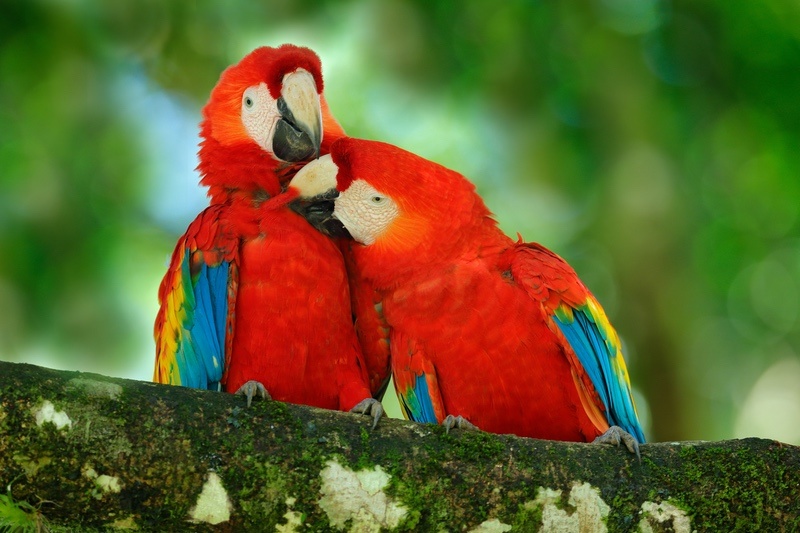 Red Bird Meanings: What Do They Symbolize? | UniGuide