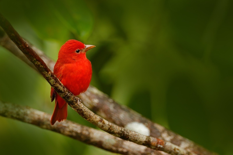 Red Bird Meanings What Do They Symbolize UniGuide