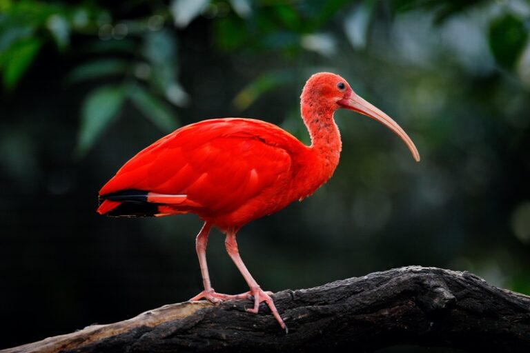 Red Bird Meanings: What Do They Symbolize? | UniGuide