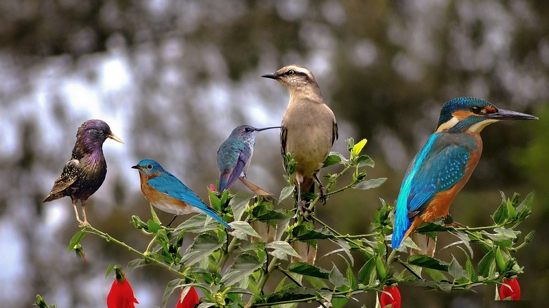 Discover 7 Meanings and Signs of Seeing a Blue Jay - AZ Animals