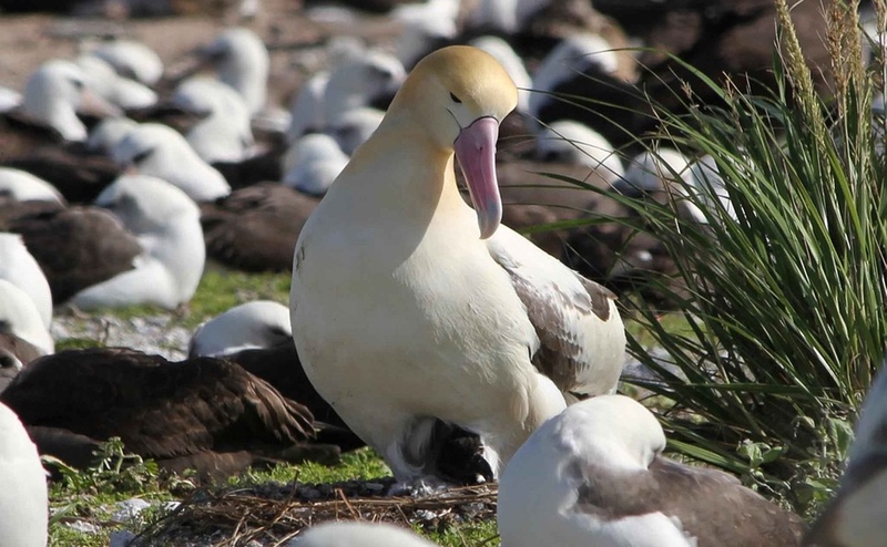 Albatross Spirit Animal