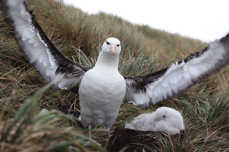 Black-browed albatross and chick