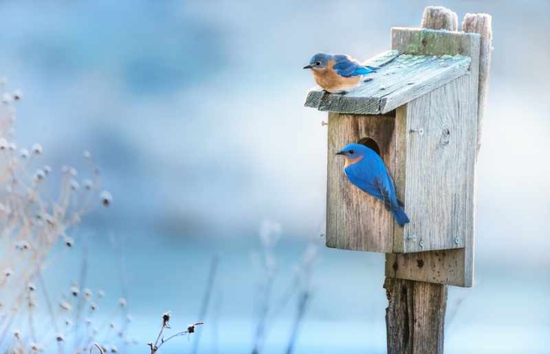 Bluebird Meaning & Symbolism & the Bluebird Spirit Animal