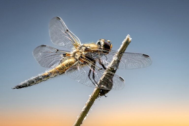 Dragonfly with Transparent Wings