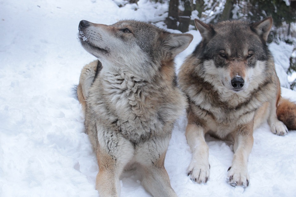 Two Wolves in Snow