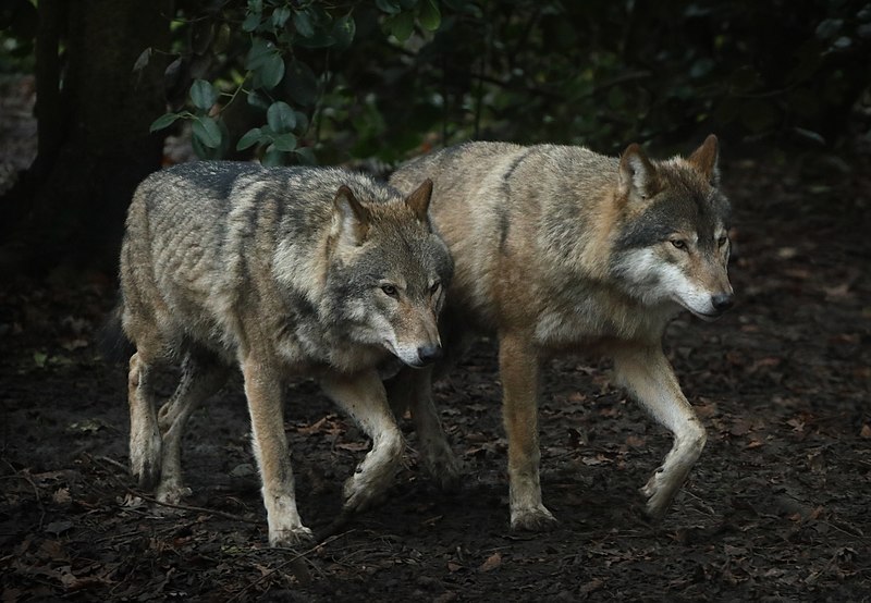 Two Wolves Walking