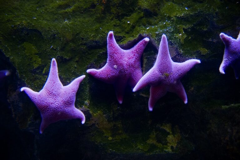 Purple Sea Stars