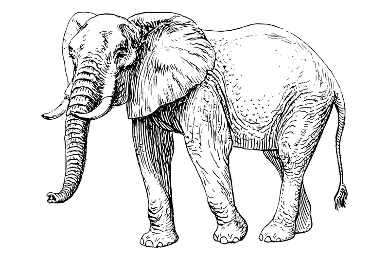 Elephant Meaning & Symbolism & the Elephant Spirit Animal