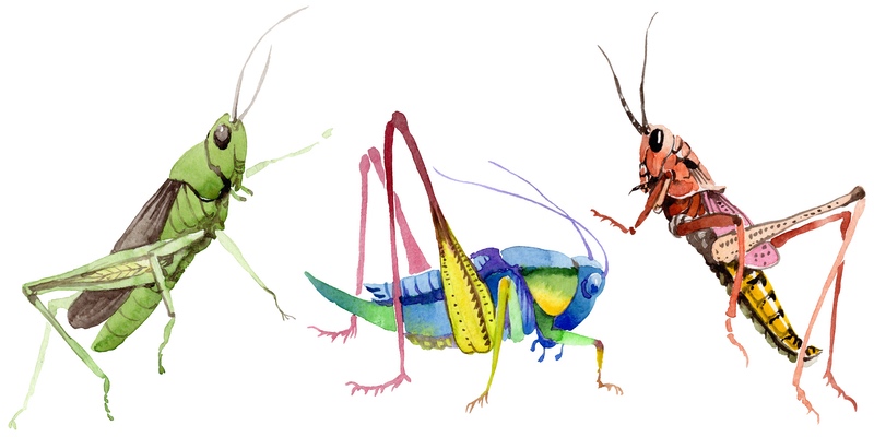 Grasshopper Illustrations