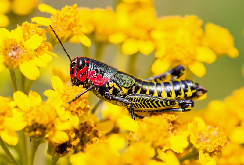 Red, Black, and Yellow Grasshopper