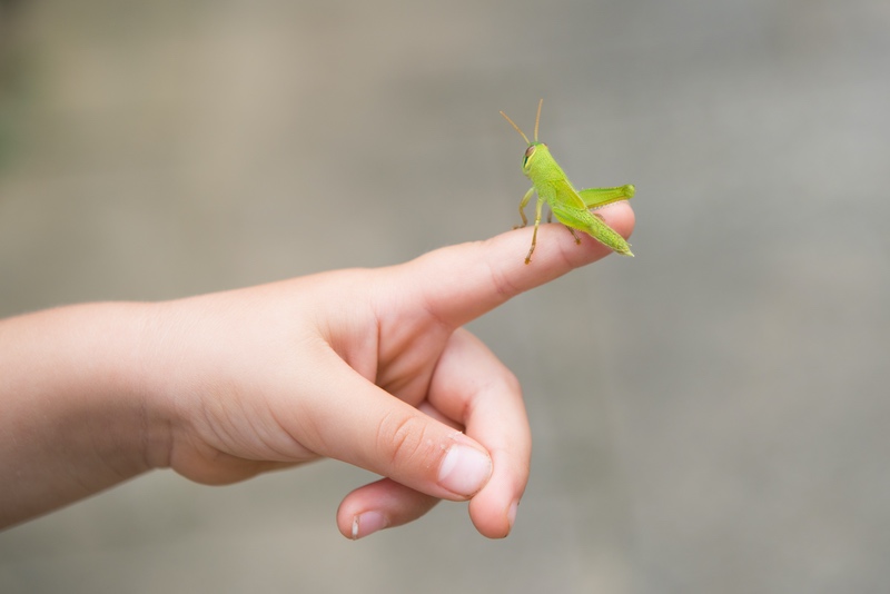 Grasshopper Child's Finger