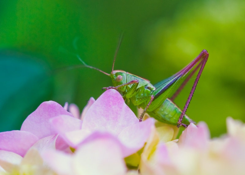 Green Grasshopper on Pink Flower