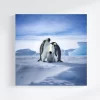 Emperor Penguins with Chick Art Print Blank Wall