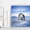 Emperor Penguin Print on Canvas Large in Room