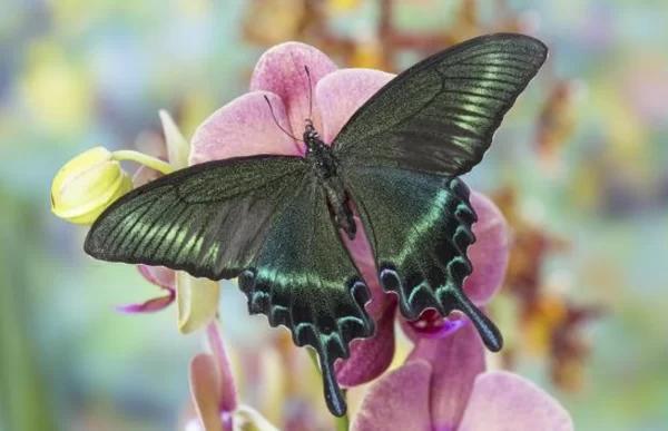 Alpine Black Swallowtail Butterfly Photo Print