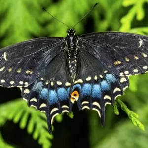 Black Swallowtail Butterfly Photo Print