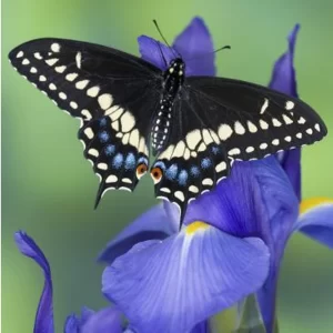 Black Swallowtail Butterfly with Irises Photo Print