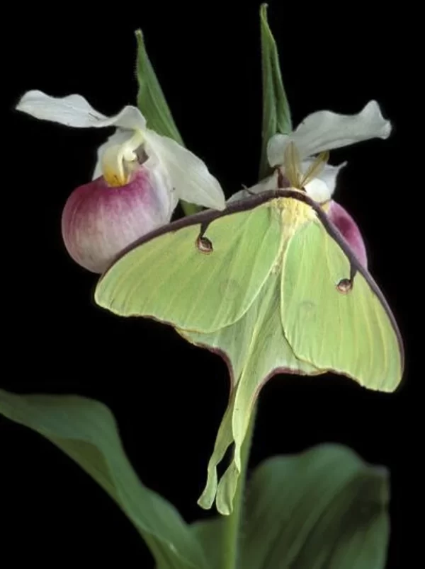 Luna Moth and Flowers Photo Print