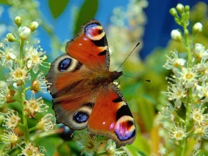 Peacock Butterfly (Aglais io)