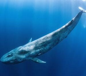 Blue Whale Art Print