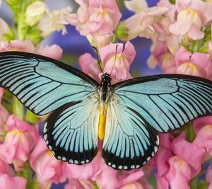 African Giant Blue Swallowtail Photograph