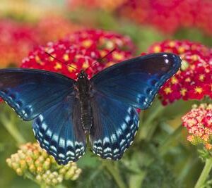 Blue Butterfly on Red Flowers